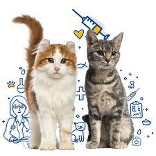 Cat Vaccinations Mercy Pet Clinic