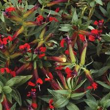 Image result for Cuphea