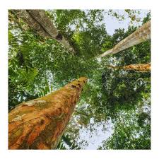 Image result for Pericopsis