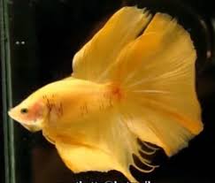 These durable and trendy orange betta on the site are. Betta Fish Facts And Different Types Of Betta Fish Aqua Movement