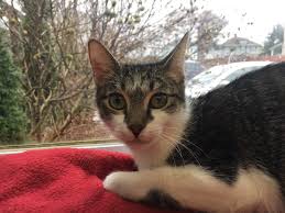 I don't think your cat is trying to kill you, because cats may be smart, but they don't have that mindset. Gifford Cat Shelter On Twitter We Ve Had Cher The Cat Cher And Sonny The Cat Now We Have Paulette The Cat Paulette Is A Super Sweet Young Cat Now Available For