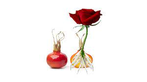 A year in flowers announcements cut flower crops dahlias farm tours farmer and the florist interview series floret seeds flower farming here at floret, we have just 2 tiny acres dedicated to flower production. How To Grow Roses From Seed Fast And Easy Way Growing Roses Flowers From Seeds Youtube