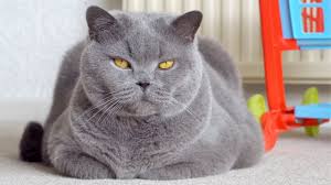 Blue lilac british shorthair cat. Blue British Shorthair Cat Taking A Walk Youtube