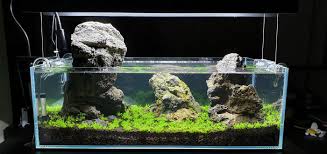 Check spelling or type a new query. The Simplicity Of Aquascaping Basics And Requirements By Kc Muller Simplicity Medium