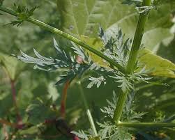 Image result for Artemisia sp.no.1