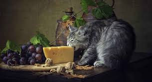 The cat (felis catus) is a domestic species of small carnivorous mammal. Can Cats Eat Cheese Or Is Cheese Bad For Cats