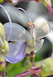 Image result for Rotheca luembensis