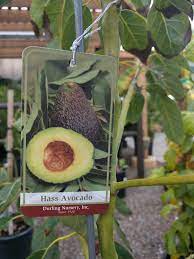 The avocado (persea americana), a tree likely originating from southcentral mexico, is classified as a member of the flowering plant family lauraceae. What S The Best Kind Of Avocado To Grow Greg Alder S Yard Posts Southern California Food Gardening