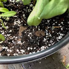 Potting soil is much more lightweight and is often sterile. Garden Soil Vs Potting Mix Garden Spots