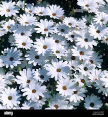 Image result for Dimorphotheca