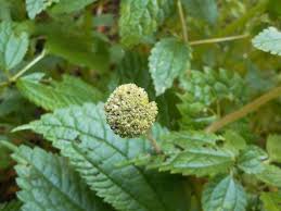 Image result for Lecanthus peduncularis