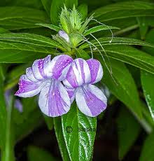 Image result for Barleria superata