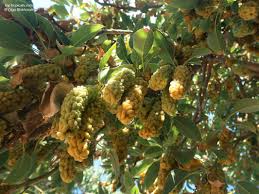 Image result for Phytolacca dioica