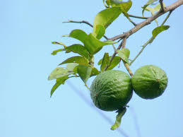 Image result for Citrus × aurantiifolia