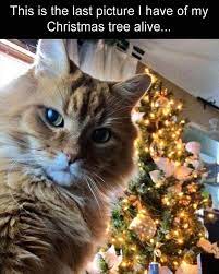 23 Holiday Animal Memes As A Forewarning Of What S To Come And To Bring You Joy Obviously Day 23 Funny Animal Pictures Funny Animal Memes Funny Animals