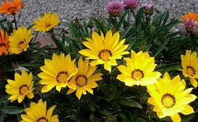 ⮚ fleurs jardinière d ombre top 10 et prix. Gazania Plante De Plein Soleil Fleur Vivace Plantation Entretien