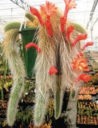 This succulent type does not require repotting often. Monkey Tail Cactus Tesselaar