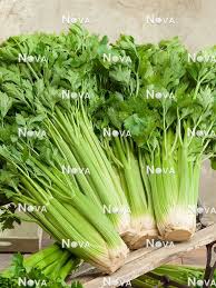 Image result for Apium graveolens