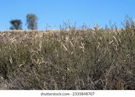 Image result for Acacia hebeclada