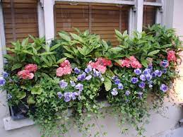 Mayfair London Uk Container Plants Window Box Summer Planter
