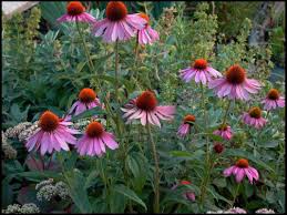 Image result for Echinacea purpurea `Magnus`