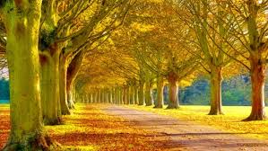 We did not find results for: Free Nice Nature Wallpaper Nice Nature Wallpaper Download Wallpaperuse 1
