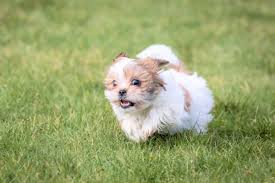 The shih poo, as you may have guessed, is a shih tzu crossed with a miniature poodle. Imperial Shih Tzu Are They Different From Standard Shih Tzus