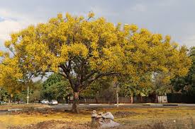 Image result for Schizolobium parahyba