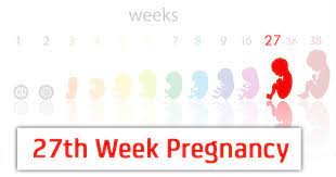 Mar 18, 2021 · at 27 weeks, the average fetus is about the size of a cauliflower. 27th Week Pregnancy Symptoms Baby Development And Bodily Changes