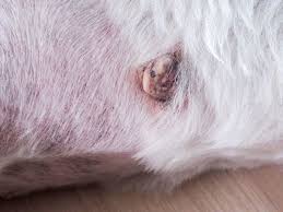 Sadly, cancer in dogs in not uncommon with almost 1 in 4 developing cancer sometime in their life. Dog Skin Cancer Types Symptoms And Treatment Thegoodypet