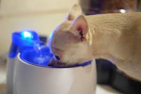 See full list on petmd.com How Much Water Does A Dog Need What You Need To Know Pet Keen
