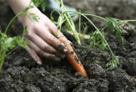L'ail cache différentes espèces qu'il faut savoir quand planter au jardin et selon quelles techniques. Les Legumes D Hiver A Cultiver Dans Votre Jardin