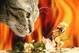 猫にとって毒 危険な植物 食べてはいけない植物リスト 猫 All About
