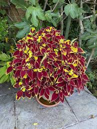 Image result for Coleus stachyoides