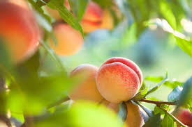 As of tuesday, oregon has 42 reported cases of salmonella infections, the most of any other state. Last Year S Salmonella Outbreak Linked To Peaches May Have Been Caused By Fugitive Dust