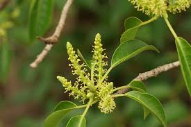 Image result for Excoecaria