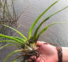 Image result for Isoetaceae