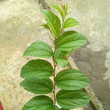 Pohon bidara (ziziphus mauritiana lam.) sejak lama daunnya telah dikenal keampuhannya sebagai pelengkap buah bidara atau widara pun bisa dikonsumsi langsung ataupun diolah terlebih dahulu. Paku Midin 10 Khasiat Dan Kelebihan Pokok Bidara