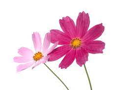 We did not find results for: Flores En Un Fondo Blanco Foto De Archivo Imagen De Ramo 5816742