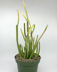 Image result for Euphorbia tirucalli