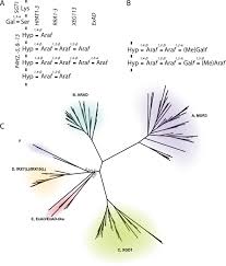 Maybe you would like to learn more about one of these? Identification And Evolution Of A Plant Cell Wall Specific Glycoprotein Glycosyl Transferase Exad Scientific Reports