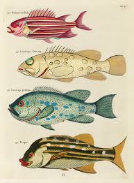 Colourful And Surreal Illustrations Of Fishes Found In Moluccas Indonesia And The East Indies By Louis Renard 1 Fish Illustration Illustration Fish Painting