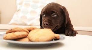 What, how much, how often? Feeding Your Labrador Puppy How Much Diet Charts And The Best Food