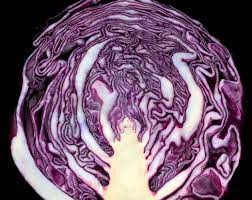 epingle sur cabbage