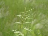 Image result for Eragrostis nindensis