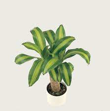 You'll end up with a leggy plant with a few leaves at the top. Dracaena Massangeana Care Diseases Repotting Watering