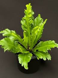 Image result for Asplenium