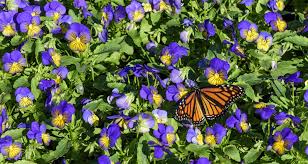Learn how to attract and support more monarchs through awesome adventures in butterfly gardening and raising monarch. Butterfly Gardening Smithsonian Gardens
