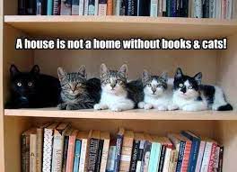 A House Is Not A Home Cats Cute Animals Crazy Cats