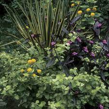 Plant Combinations That Work Finegardening